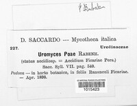 Uromyces dactylidis image